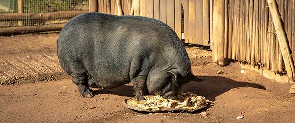 Gestión ética de cerdos vietnamitas e híbridos - 1, Foto 1