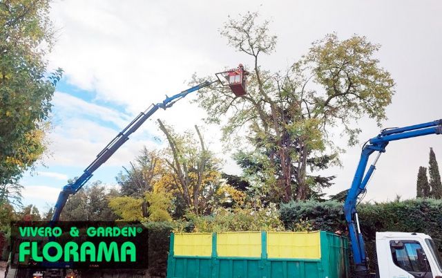Poda segura y en altura con experiencia y equipos certificados con PODAS FLORAMA - 1, Foto 1