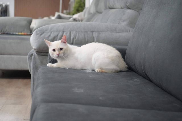 Sofás Valencia refuerza su catálogo con modelos anti arañazos adaptados a espacios con gatos - 1, Foto 1