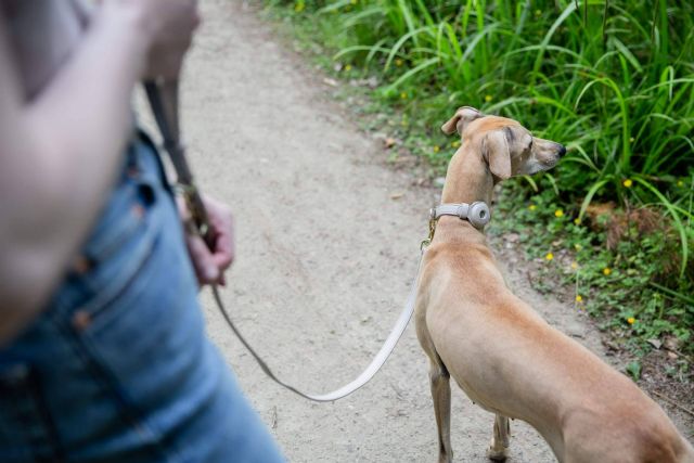 Radiografía del ´pet parenting´ en España; el 49% de los hogares tiene mascota y La Rioja lidera la inversión en bienestar animal - 1, Foto 1