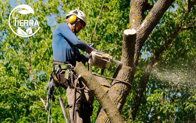 La poda de árboles grandes: una tarea esencial que requiere especialistas, por LA TIERRA JARDINERIA - 1, Foto 1