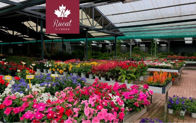 Viveros Rucat y su legado, más de medio siglo cultivando espacios verdes - 1, Foto 1