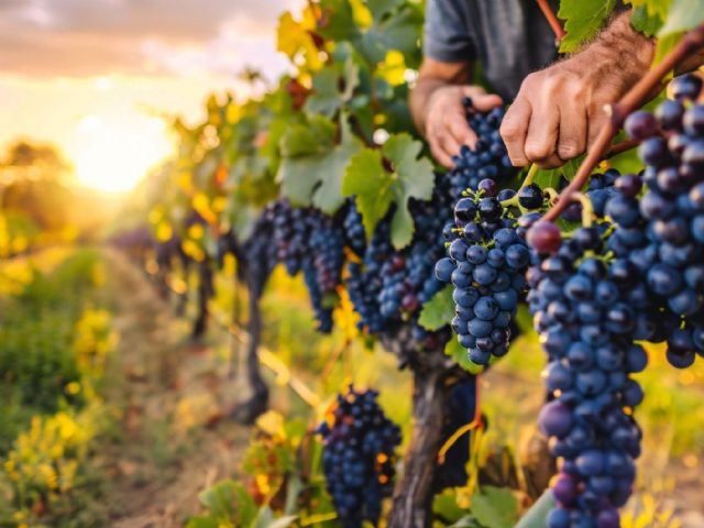 Bodegas Obergo inicia la vendimia 2025, una tradición que respeta la climatología del Somontano - 1, Foto 1