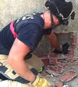 Bomberos rescatan a un gato que había quedado atrapado en la medianera de dos edificios - 1, Foto 1