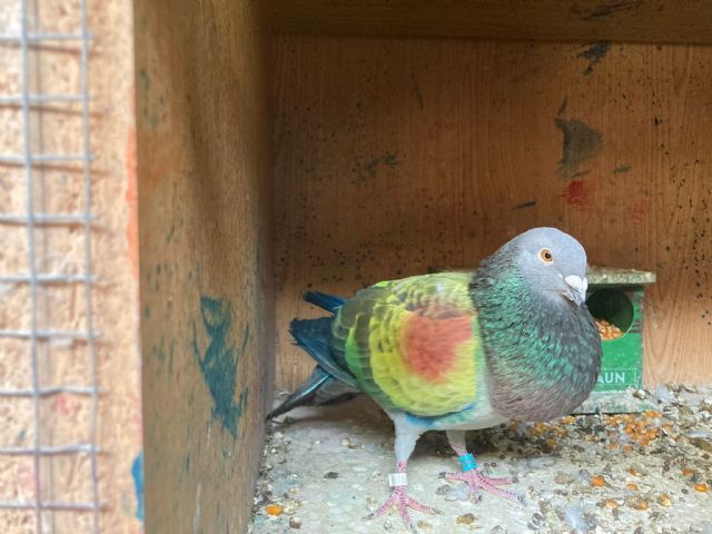 Salud y vuelo óptimo gracias al pienso ecológico para palomos deportivos de Bifeedoo - 1, Foto 1