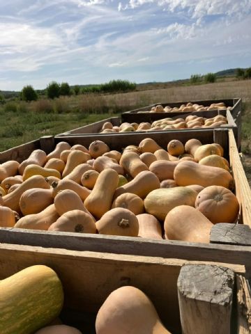Calabaza cacahuete, una alternativa nacional para reducir el desperdicio en Halloween - 1, Foto 1