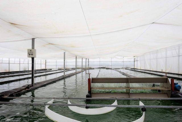 Recetas fáciles con espirulina fresca; el superalimento cultivado en Catalunya que gana adeptos - 1, Foto 1