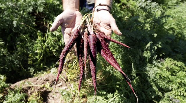 MuñozVal lanza en Fruit Attraction la zanahoria morada con estudio del CSIC que avala su poder antioxidante - 1, Foto 1