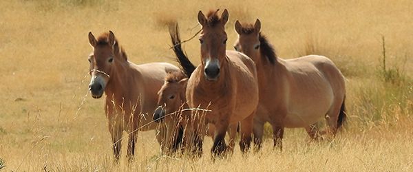 FAADA y Fundació Miranda elaboran el protocolo de gestión de los caballos de Przewalski que viven en la Reserva de Boumort - 1, Foto 1