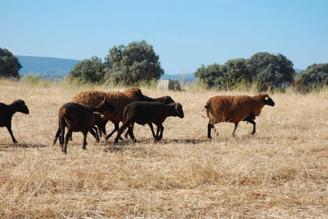 Caminos Trashumantes y Caminos de la Merina sellan su colaboración - 1, Foto 1