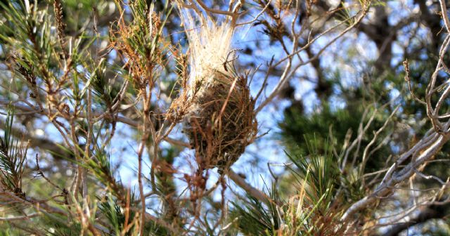 Rentokil Initial alerta sobre las plagas que hay que vigilar durante los meses fríos - 1, Foto 1