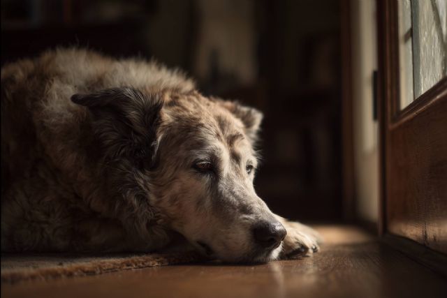 Perros mayores y ansiedad por separación; claves a partir de un nuevo estudio sobre declive cognitivo - 1, Foto 1