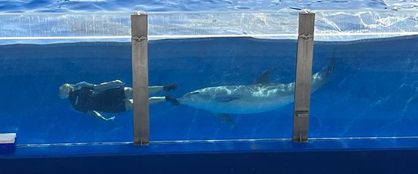 Fotografías con delfines por 490 euros: FAADA destapa el negocio de la cautividad en España - 1, Foto 1