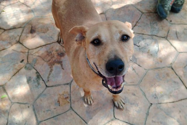 SOS Salvando Vidas España promueve la adopción y el amadrinamiento para rescatar más perros del abandono - 1, Foto 1