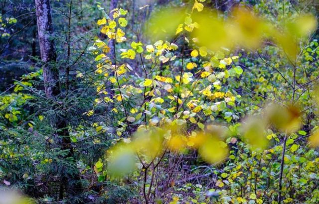 Gold Steps redefine la experiencia de compra con bolsas que también son envoltorios de regalo - 1, Foto 1