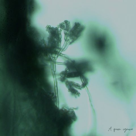 Sabela homenajea a Maruja Mallo en su nuevo sencillo a quen ignora - 1, Foto 1