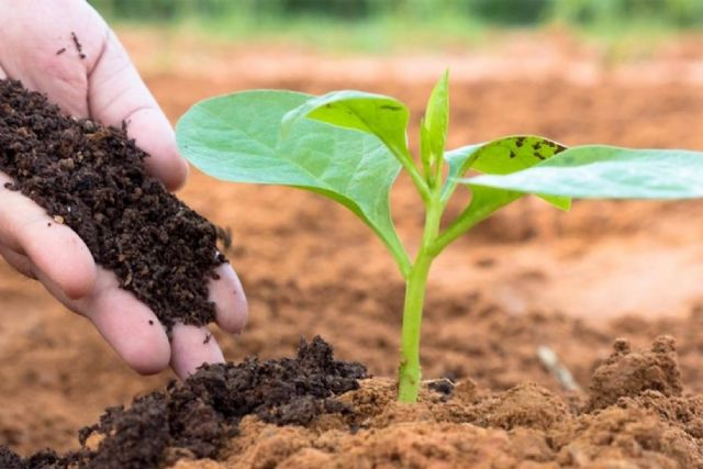 La gran oportunidad del campo español; regenerar los suelos antes de que sea tarde - 1, Foto 1