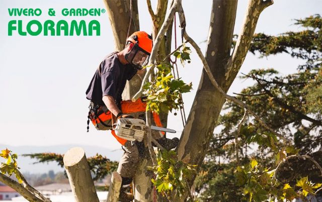 VIVEROS FLORAMA: Expertos en poda de árboles, palmeras y arbustos - 1, Foto 1