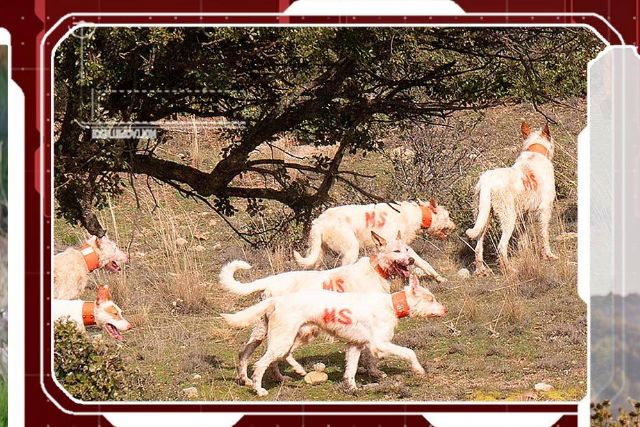 El nuevo entorno cinegético de Trofeo Caza ofrece registro gratuito y contenido exclusivo - 1, Foto 1