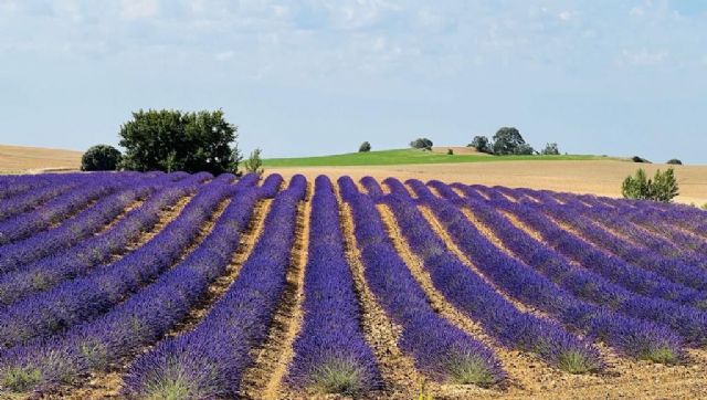 Ener2crowd entra en el sector de la agricultura sostenible con proyectos que ofrecen rendimientos anuales de hasta el 10% - 1, Foto 1