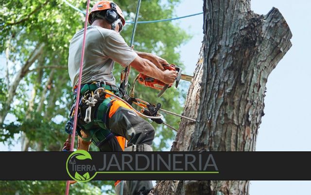 La importancia vital de la poda profesional de árboles para un entorno seguro y saludable, por La Tierra Jardinería - 1, Foto 1