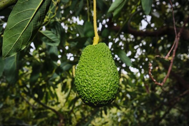 El aguacate de origen controlado; una apuesta por el cultivo responsable - 1, Foto 1