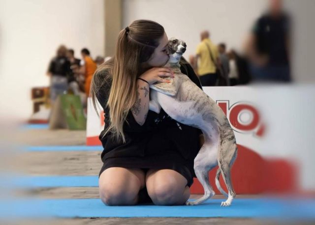 Copa de Criadores 2025; Ética, genética y bienestar en la elección del mejor perro del año - 1, Foto 1
