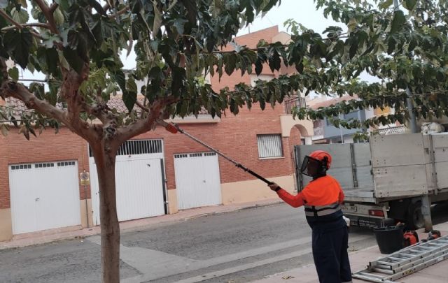 Comienza el plan de choque de los trabajos de poda de moreras en alineaciones y espacios públicos del casco urbano y las pedanías de Totana, Foto 1