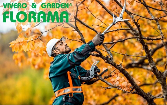 Poda en otoño: qué árboles y arbustos requieren cuidados especiales, por PODAS FLORAMA - 1, Foto 1