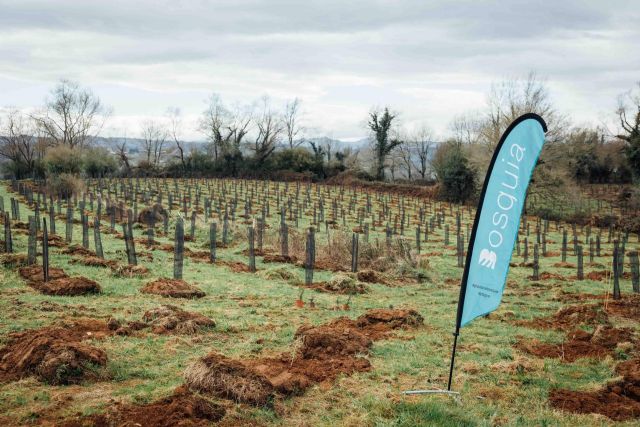 Convertir la sostenibilidad en ventaja competitiva; Bosquia ayuda a las empresas a compensar su huella - 1, Foto 1