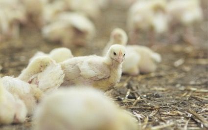 Bifeedoo refuerza su oferta ecológica avícola - 1, Foto 1