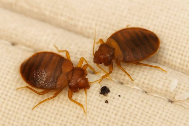 El reto de las chinches en el hogar - 1, Foto 1