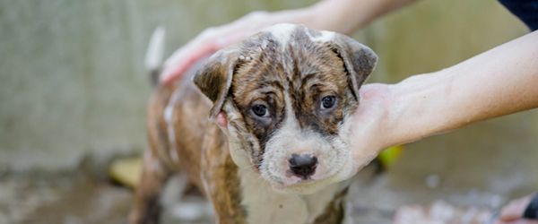 FAADA consigue una sanción de 4.102€ por la cría y venta ilegal de animales en Segovia - 1, Foto 1