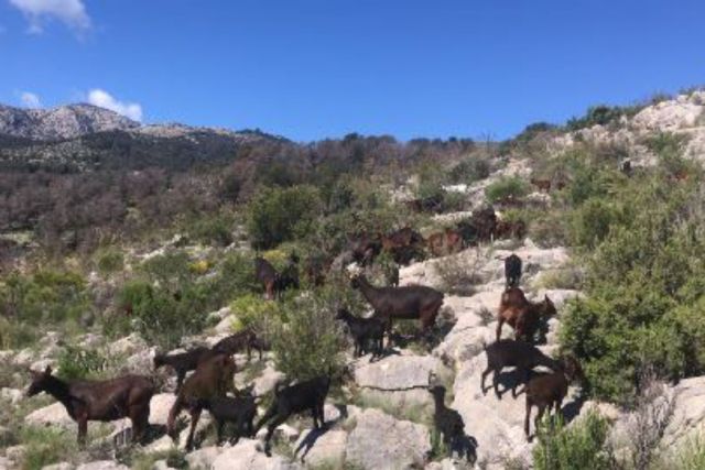 El Ayuntamiento de Mula fomenta el aprovechamiento de pastos en los montes de su propiedad como medida de prevención de incendios forestales - 1, Foto 1