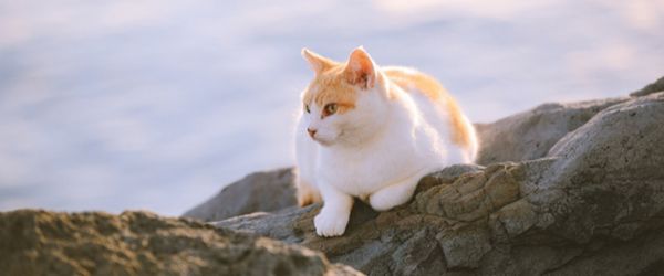 El TSJC considera que el Gobierno de Canarias no tiene competencia para imponer medidas sobre los gatos comunitarios - 1, Foto 1