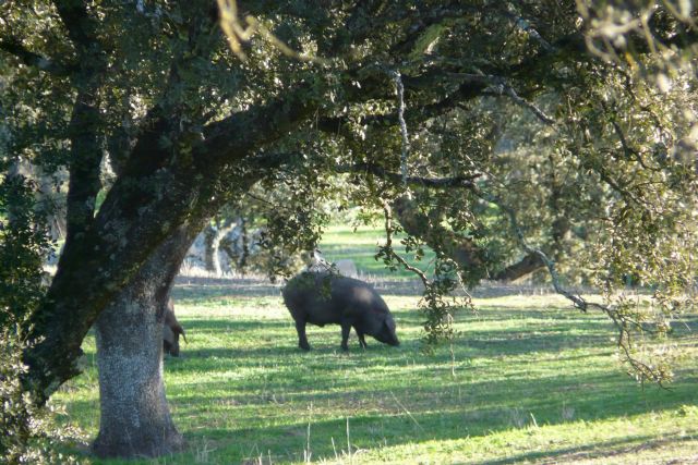 El jamón DOP Los Pedroches, un modelo de sostenibilidad y equilibrio con la naturaleza - 1, Foto 1