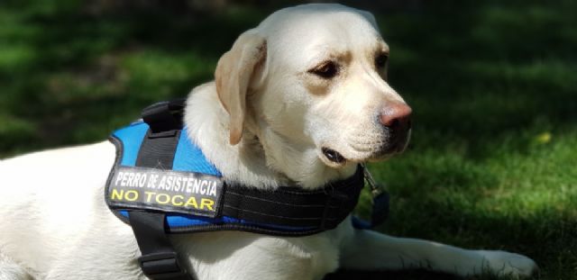 Más que compañeros: así transforman los perros de asistencia la vida diaria de las personas con discapacidad - 1, Foto 1