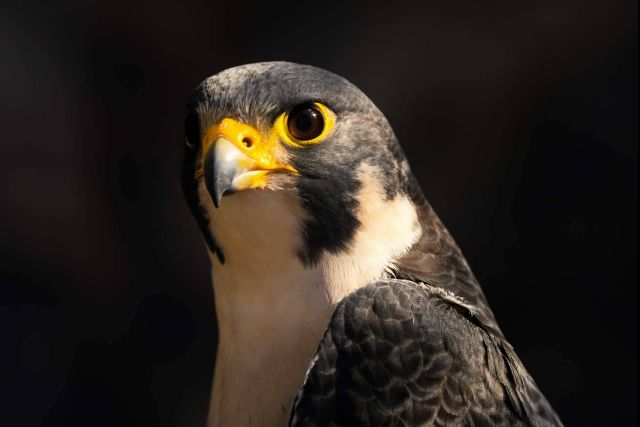 El Liderazgo Halcón®; la nueva mirada estratégica que impulsa a directivos y pymes en 2025 - 1, Foto 1