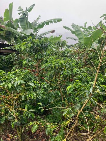 Mornoon Coffee refuerza su liderazgo en calidad y sostenibilidad con un doble viaje estratégico a Costa Rica y Colombia - 1, Foto 1