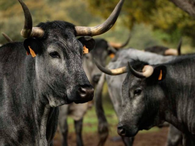 Castilla Gourmet destaca la carne de Morucha como emblema de la calidad nacional y el origen sostenible - 1, Foto 1