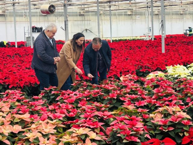 La Región de Murcia se consolida como referente nacional en el cultivo y comercialización de flor de Pascua
