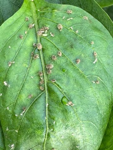 De perder medio cultivo a casi no ver pulgón; la campaña que lo cambió todo - 1, Foto 1