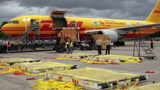 DHL presenta los envíos más insólitos realizados a lo largo de 2025 - 1, Foto 1