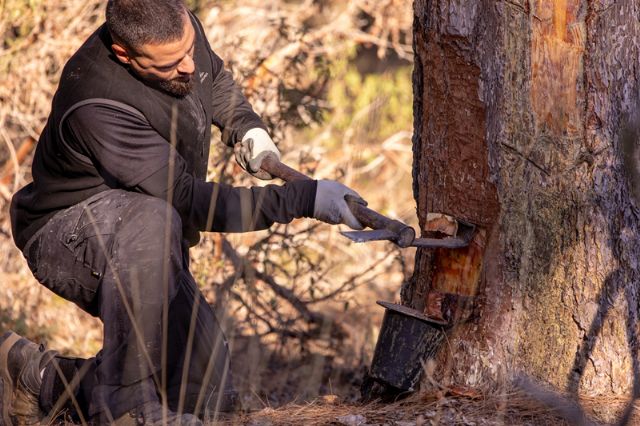 COPADE concluye el proyecto Del Bosque a tu Casa con resultados visibles en nueve territorios rurales - 1, Foto 1