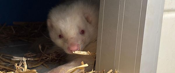 Rescatadas cuatro mofetas abandonadas en Catalunya - 1, Foto 1