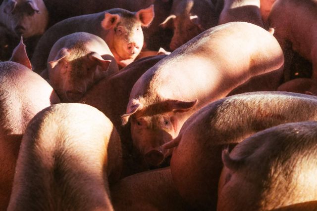 Granjas San Antonio destaca las garantías sanitarias de la carne de cerdo por la alerta de peste porcina - 1, Foto 1