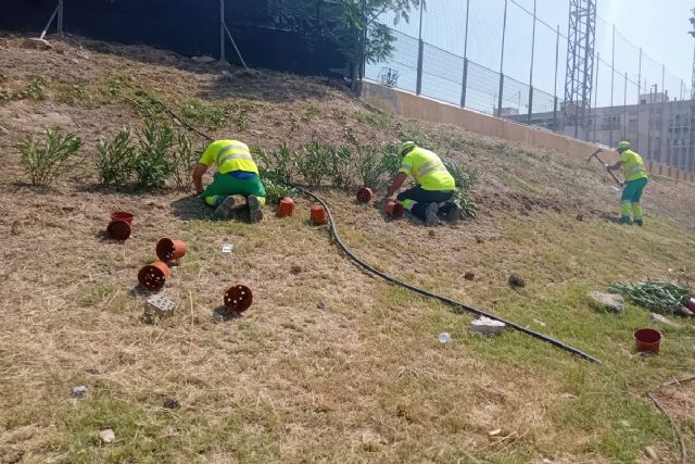 Cipreses, romero, hiedra y flor blanca dar�n un nuevo aspecto al talud de la barriada Virgen de la Caridad
