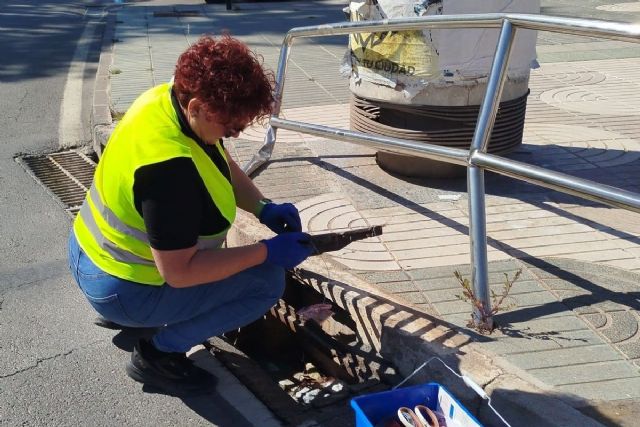 Cartagena refuerza la vigilancia diaria contra las plagas con prevención, control y colaboración ciudadana Cartagena refuerza la vigilancia diaria contra las plagas con prevención, control y colaboración ciudadana
