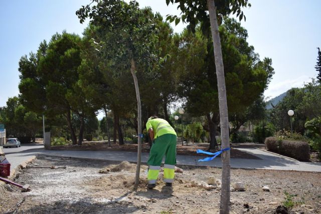 El Ayuntamiento de Cartagena renovar� el arbolado deteriorado en distintos puntos del municipio
