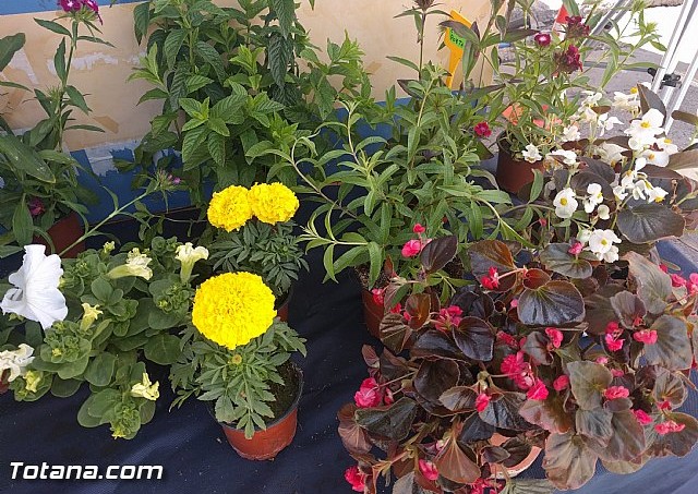 Totana conmemora el Da Internacional de la Fibromialgia y la Fatiga Crnica - 4